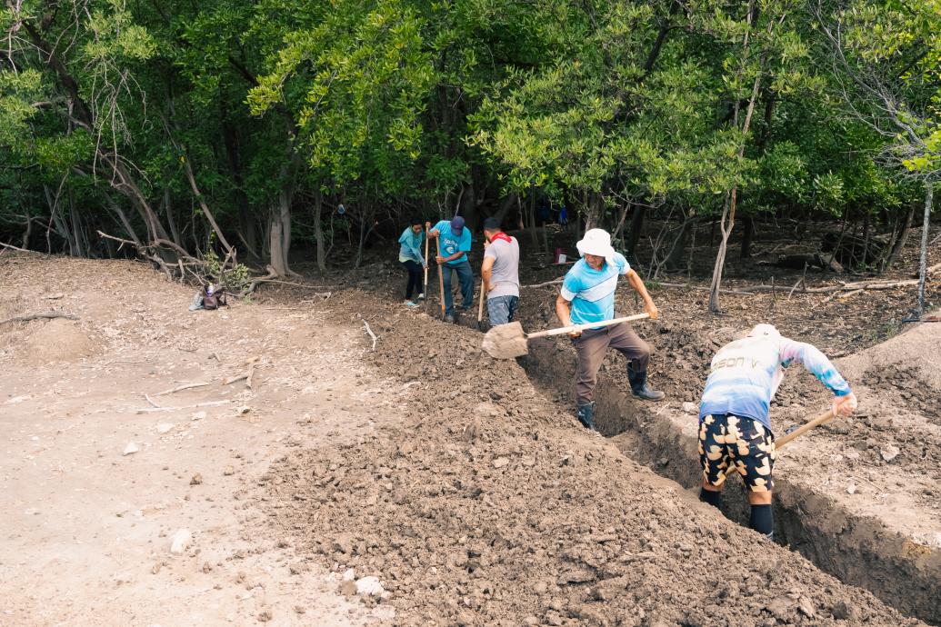 Foto restauración de manglares 04
