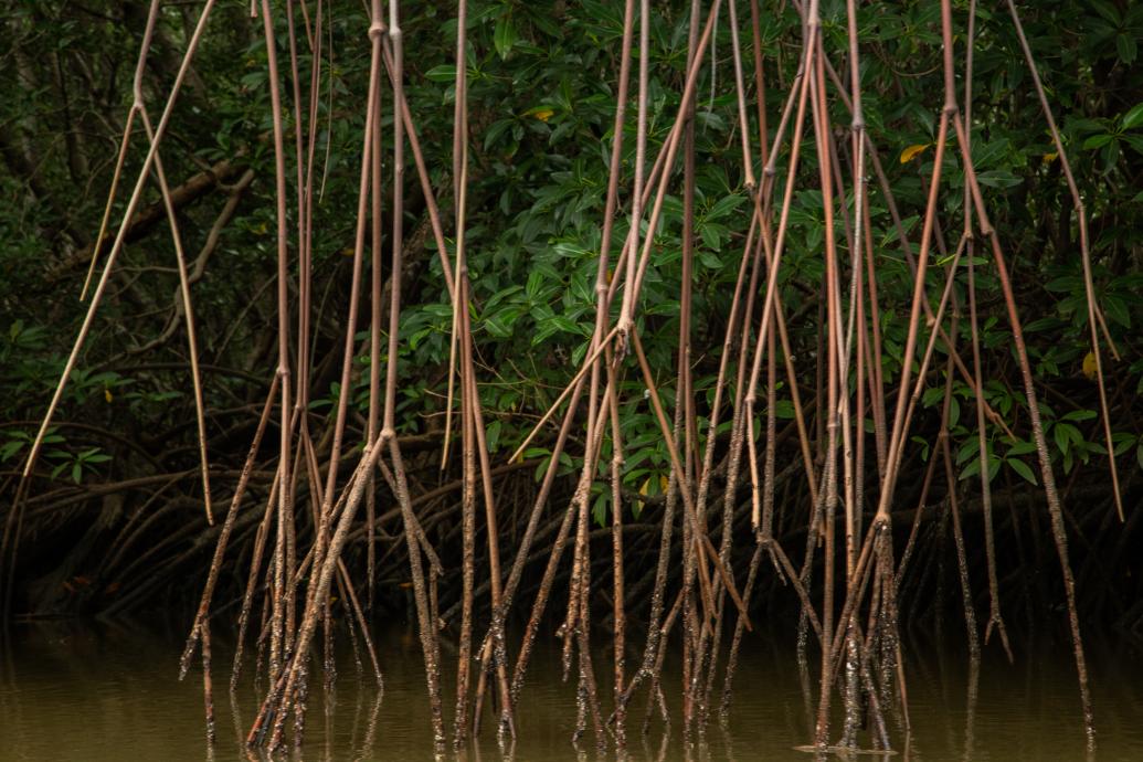 Manglar 02
