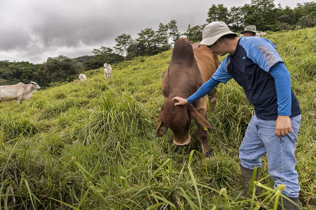 Man with a cow