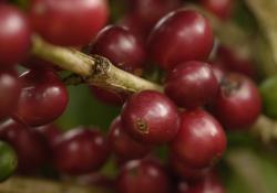 granos de café