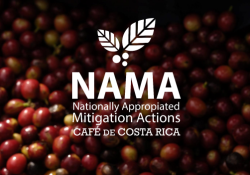 Nama café