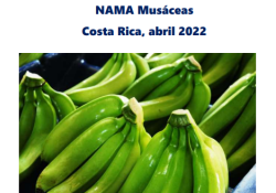 Nama musáceas