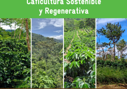 Guía Práctica de Caficultura Sostenible y Regenerativa
