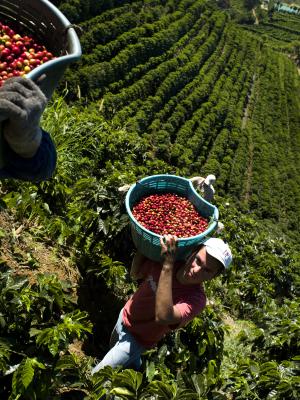 recolectores de café con canastos llenos de fruto