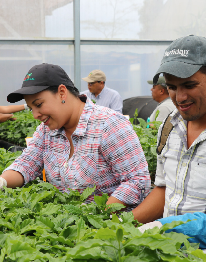 Agricultores cultivando en vivero